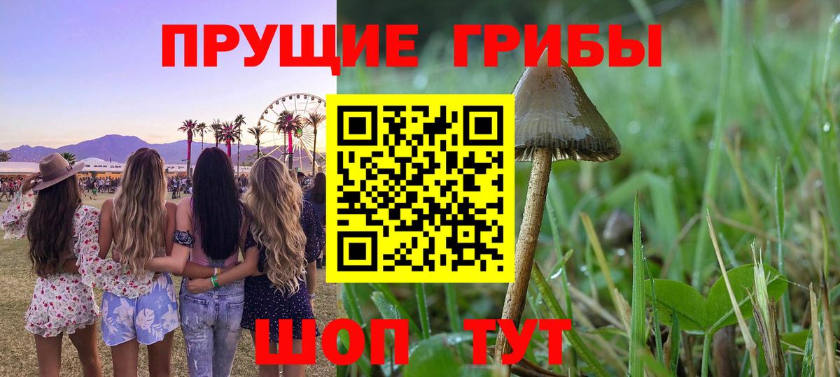 Псилоцибиновые грибы GOLDEN TEACHER Новосибирск